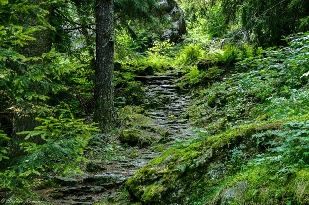 L’intelligenza della foresta