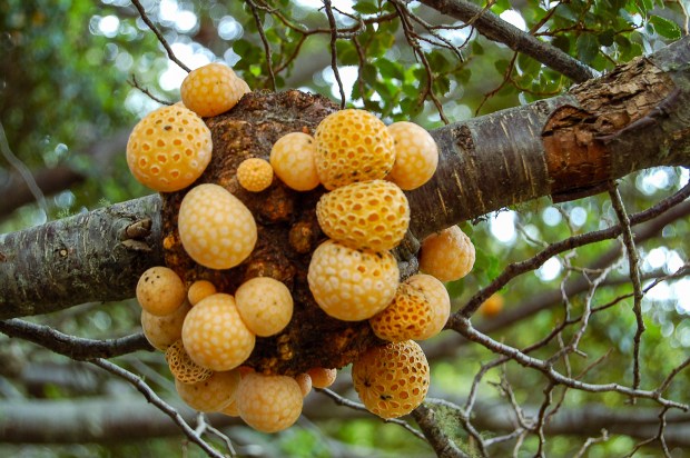 La vita segreta dei&nbsp;funghi